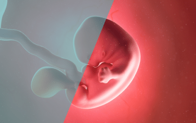 Was bedeutet Bipotenzial in der Embryonalentwicklung und welche Relevanz hat es in der Kinderwunschmedizin?
