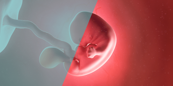 Was bedeutet Bipotenzial in der Embryonalentwicklung und welche Relevanz hat es in der Kinderwunschmedizin?