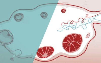 Was ist das Corpus luteum und welche Rolle spielt es im Menstruationszyklus und bei der Empfängnis?