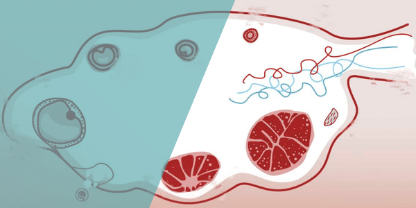 Was ist das Corpus luteum und welche Rolle spielt es im Menstruationszyklus und bei der Empfängnis?