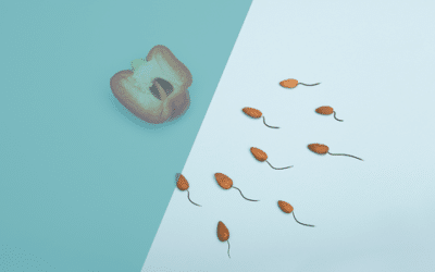 Was geschieht bei der Fertilisation und welche Faktoren beeinflussen den Erfolg dieses Prozesses?