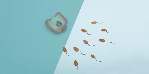 Was geschieht bei der Fertilisation und welche Faktoren beeinflussen den Erfolg dieses Prozesses?