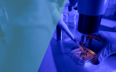 Was ist der Embryotransfer und welche Faktoren beeinflussen dessen Erfolgschancen?
